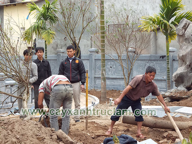 Công nhân Trúc Lâm đang trồng cây Mai Đào