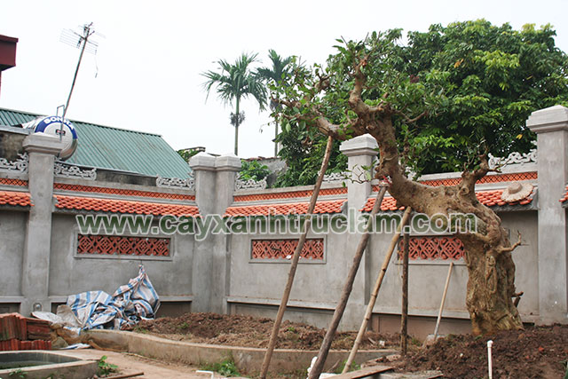 Cây Sung Thế Giáng Long Được Trồng Tại Nhà Cổ Thường Tín Hà Nội