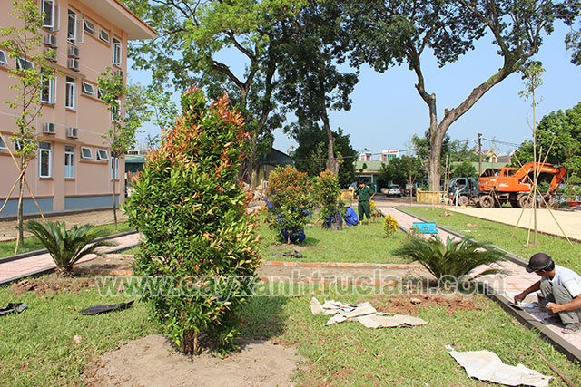 Khuôn Viên Sau Được Trồng Và Trang Trí Cây Xanh