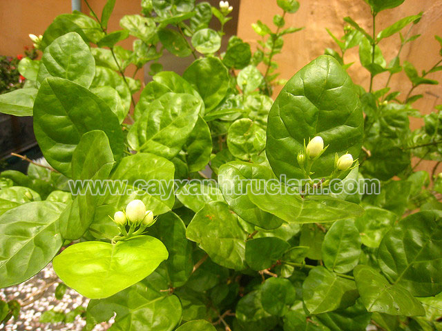 Lài ta hay hoa Nhài